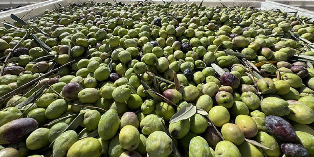 Karasal iklimde gübre ve ilaçsız üretim yapılıyor! Devlet destekledi, fabrika faaliyete geçti: Bölge halkının gelir kapısı 4